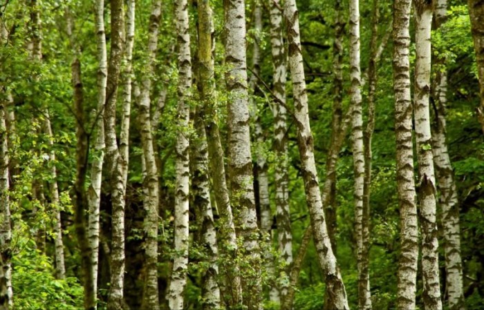 Le bouleau symbolise le printemps, éveil de la nature, éveil de l'âme