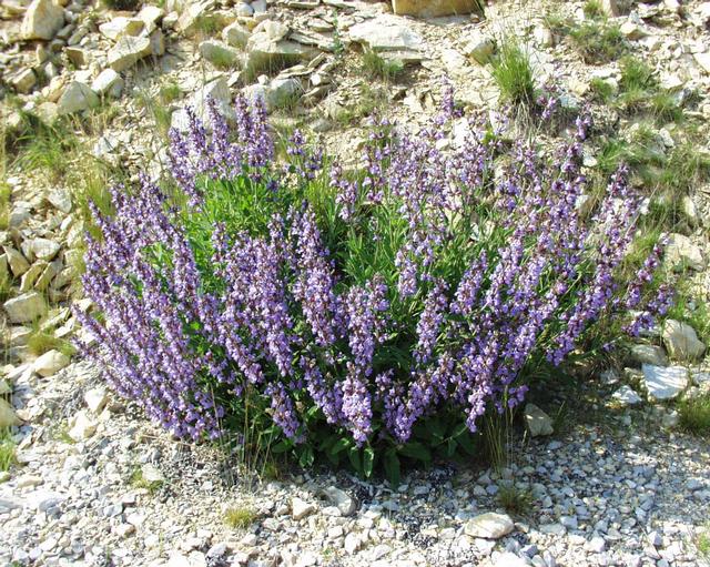 La Sauge officinale est une plante solaire qui guérit