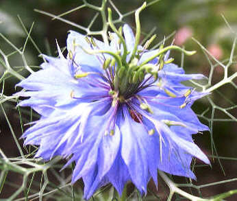 La Nigelle de Damas est utilisée dans les sortilèges d’amour