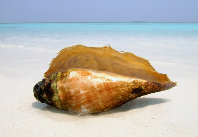 Jetez un coquillage à la mer, enterrez l’autre et le charme opérera