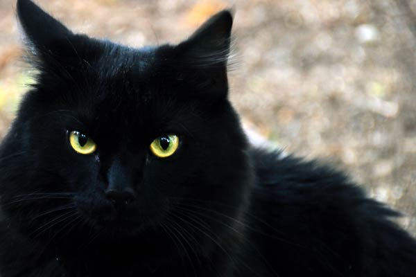 Le chat noir a toujours symbolisé la maléfique sorcière