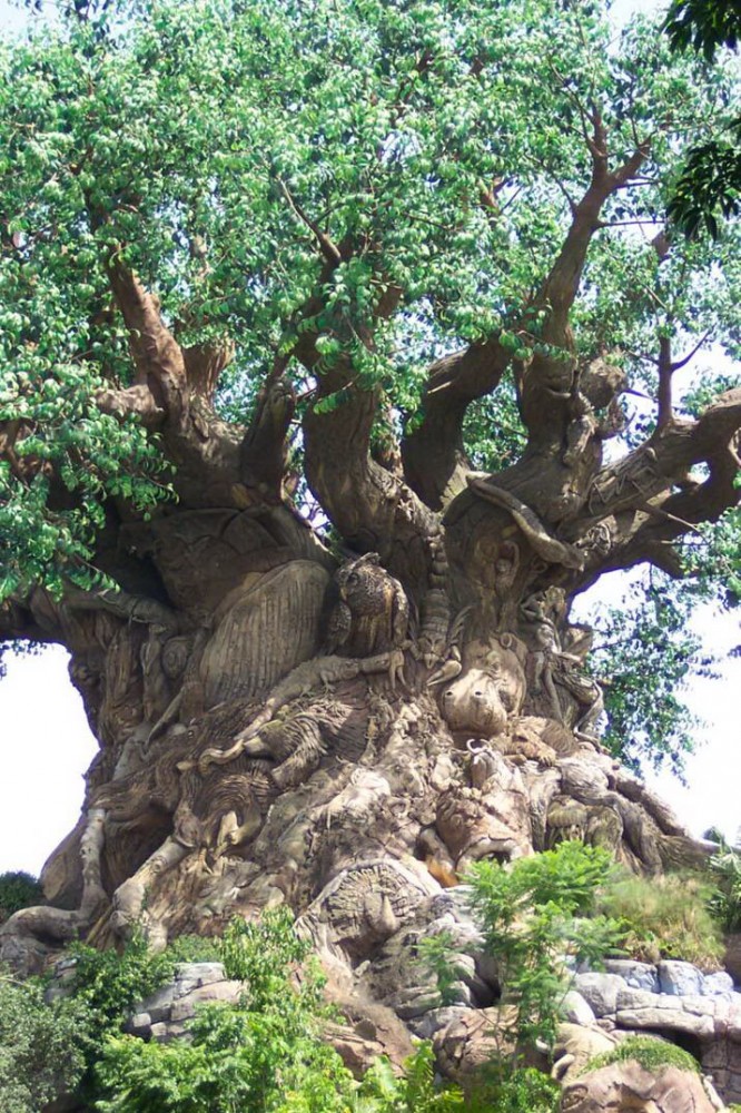 Avec l’animisme, même les arbres possèdent un esprit