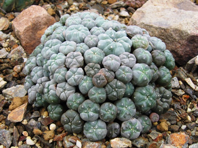 Le peyotl est un cactus hallucinogène puissant