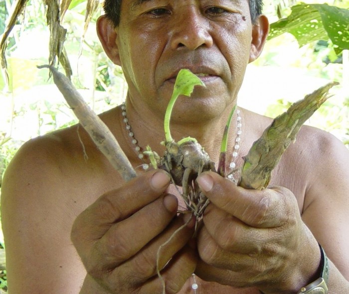 Le chamane des forêts tropicales développe une connaissance approfondie des plantes