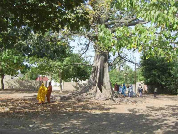 Loko est le dieu des arbres remarquables