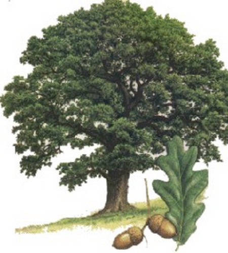 Le chêne sacré est un arbre qui remonte à l’Antiquité